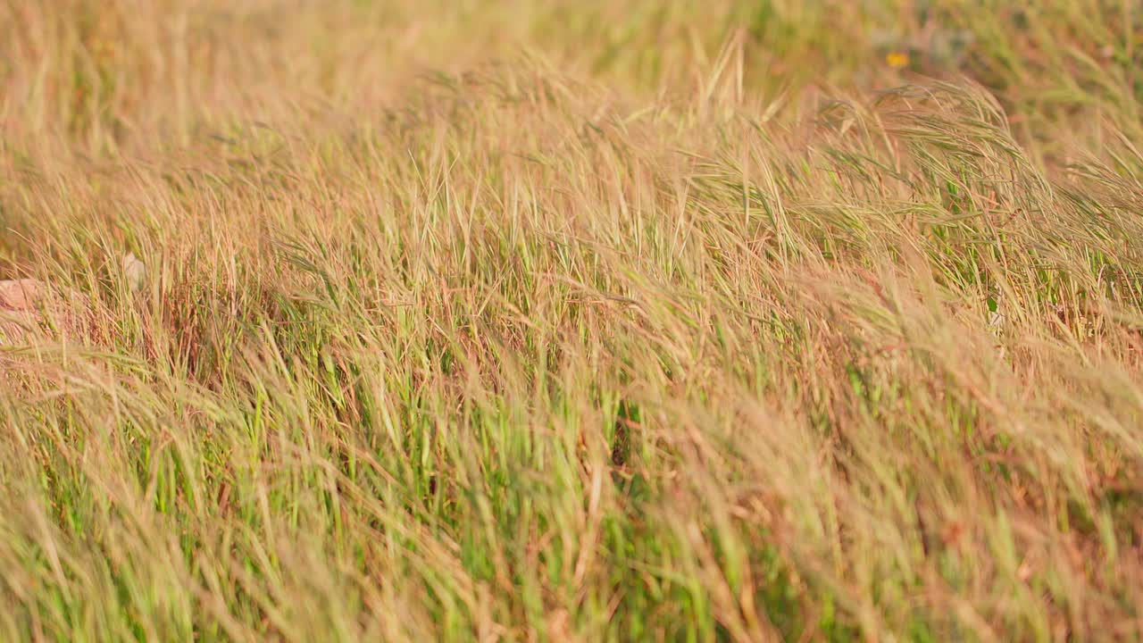 hierba dorada que sopla en el viento