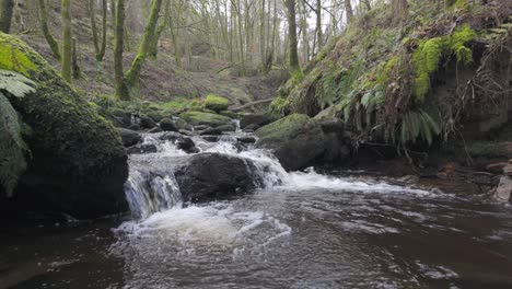 small, slow moving woodland stream, flowing slowly through the forest trees