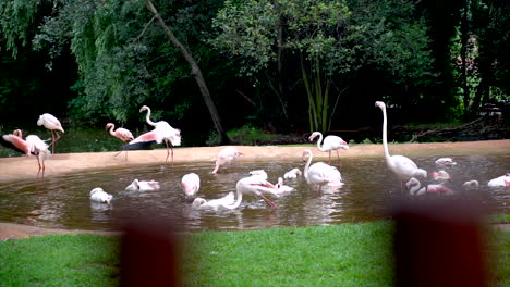 Toma-Amplia-De-Flamencos-En-Un-Recinto-En-El-Zoológico-De-Johannesburgo,-Sudáfrica