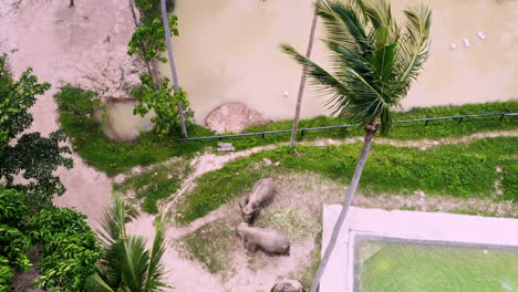 two asian elephants below windblown palms by elephant sanctuary pool