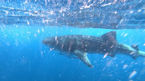 gopro slow motion of a whaleshark swimming under water in the ocean