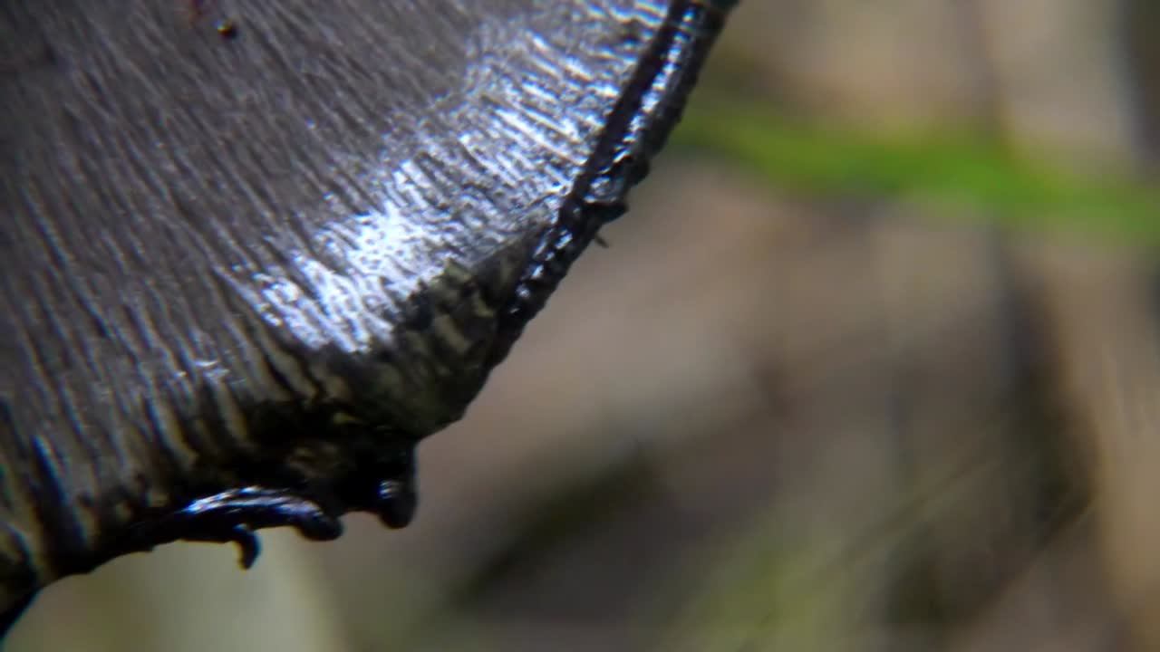 hongo de gorra de tinta