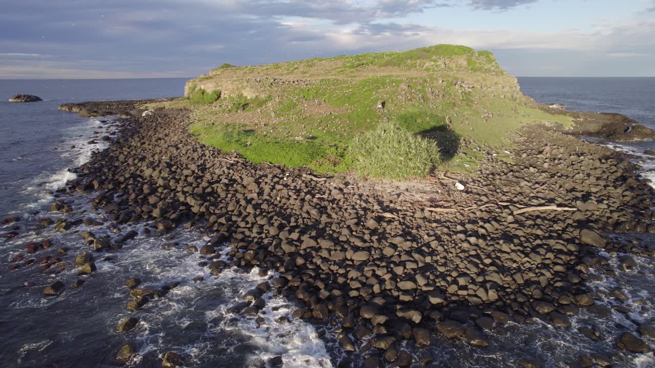 호주 뉴사우스웨일즈주 쿡아일랜드 자연보호구역의 바닷새 떼