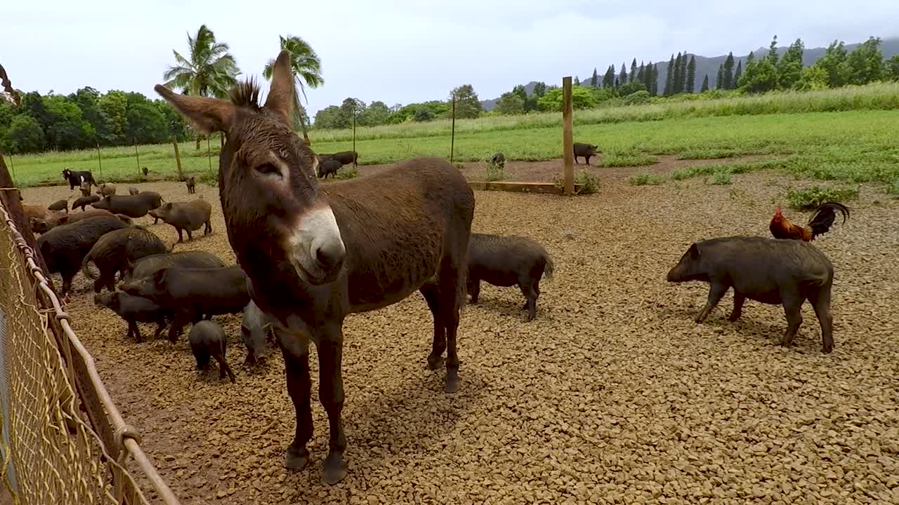 granja de plantación kauai kailohana en kauai, hawaii