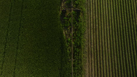 Campos-De-Cultivo-Verdes-Contrastantes-En-Dardanelle,-Arkansas,-Mostrando-Patrones,-Vista-Aérea