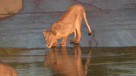 a lioness drinks at a waterhole and another lion joins her