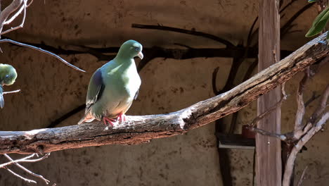 Green-bird-sitting-on-a-branch-while-sunlight-disappears