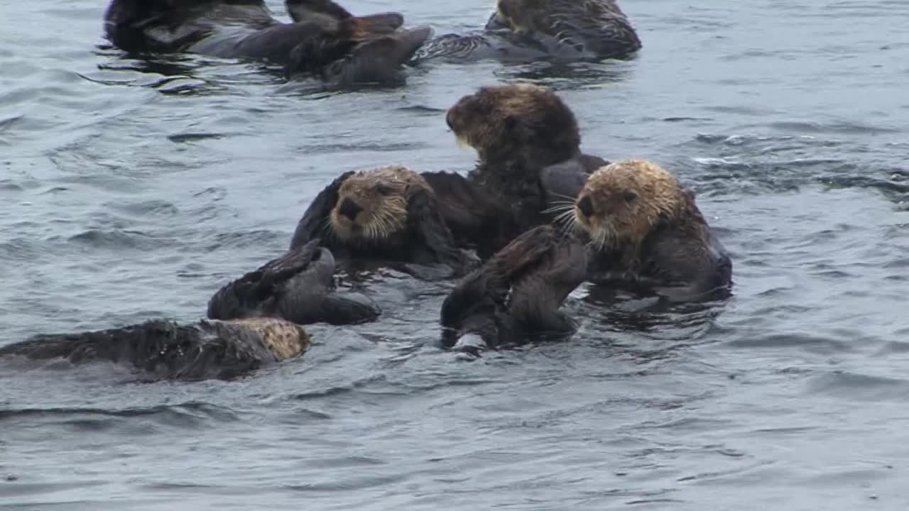 nutria marina molesta por la cercanía de las otras nutrias de la colonia, en un día lluvioso