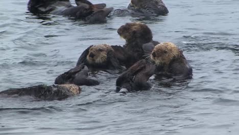 sea otter getting annoyed by the closeness of the other otters from the colony, in a rainy day