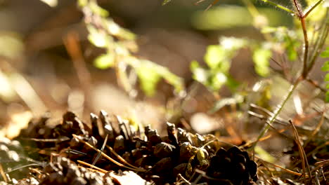 a close-up view of fir cones and vegetation on a forest scene background