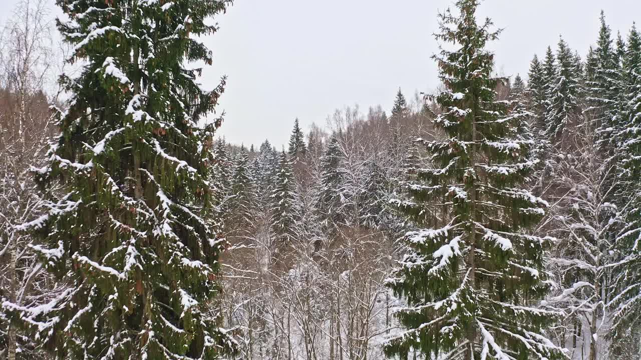 Flying Between Two Spruce Trees Among Forest In Winter Season