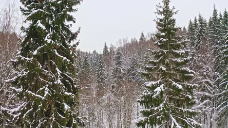 flying between two spruce trees among forest in winter season