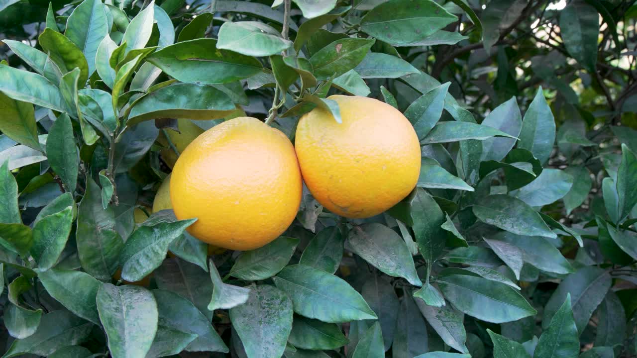 Golden sunlight streams through the branches of citrus trees heavy with oranges, highlighting the lush greenery and fertile soil of a Maltese orchard during harvest season.