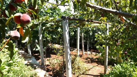 huerto de frutas con frutos de ciruela púrpura madurando en un día cálido y soleado