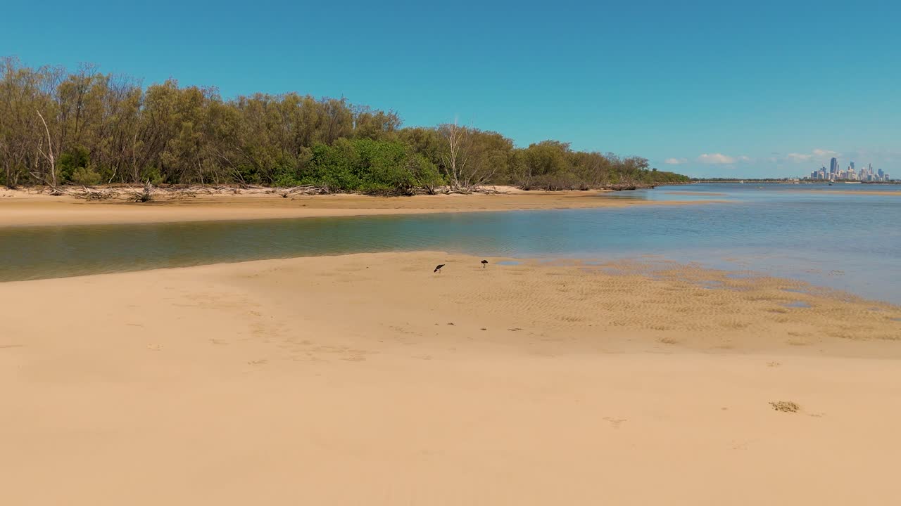 브리즈번 의 모래 해변 을 따라 고 있는 새 들