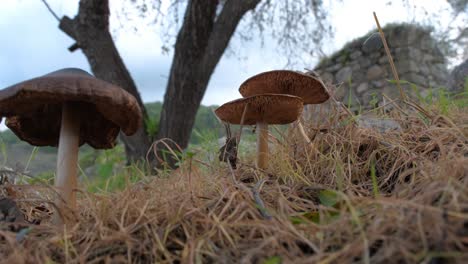 Low-angle-wide-shot-of-mushrooms-growing-in-a-forest