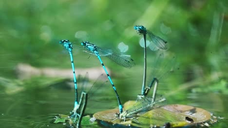 apareamiento de caballitos del diablo azules