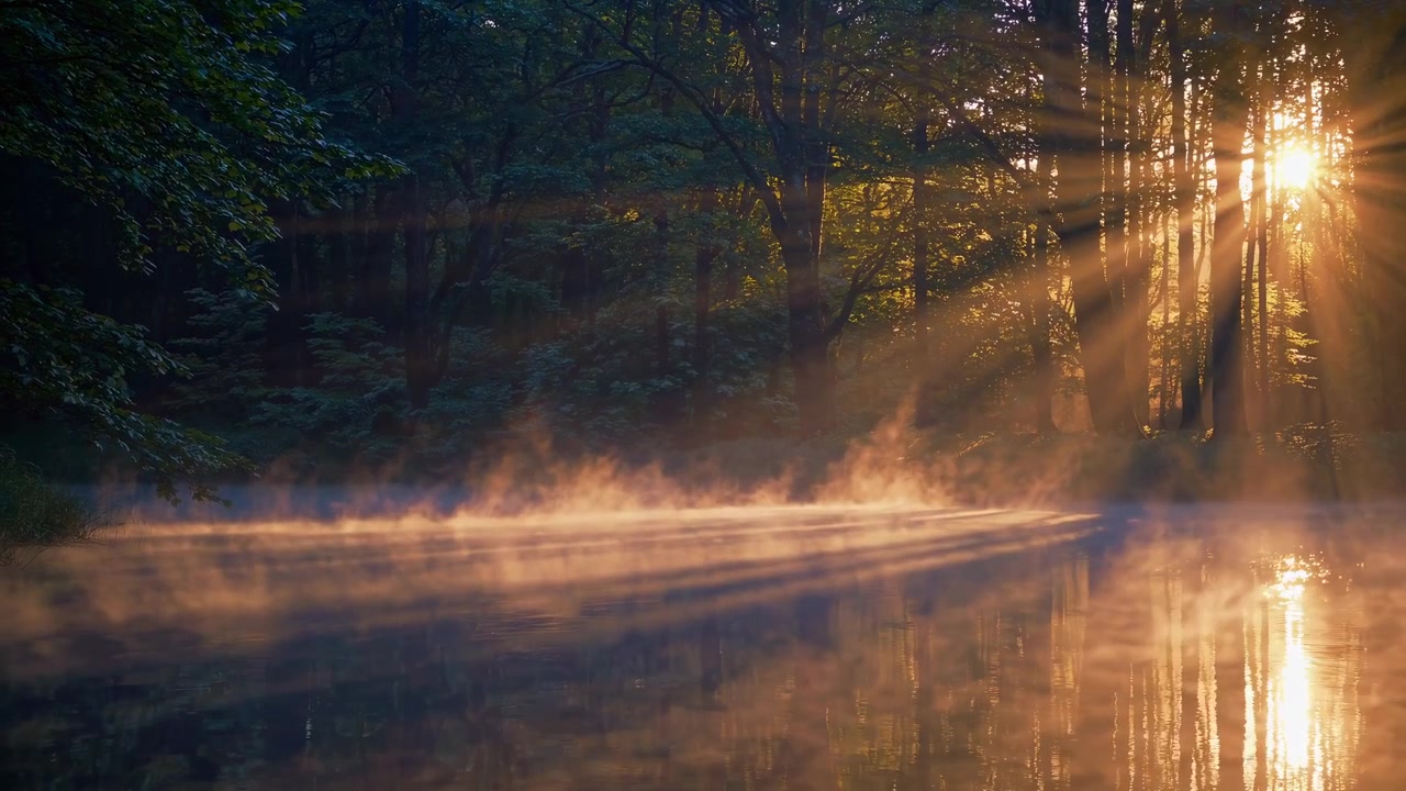 Raggi di sole dorati su un lago nebbioso in una serena mattina nella foresta