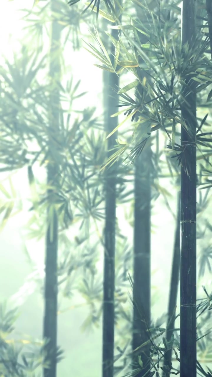 Foresta di bambù avvolta nella nebbia all'alba in un contesto naturale.