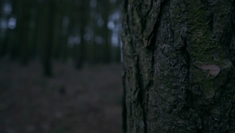 a tree in a forest woodland scene on a cold, winter, spring day as rain falls through the tree line