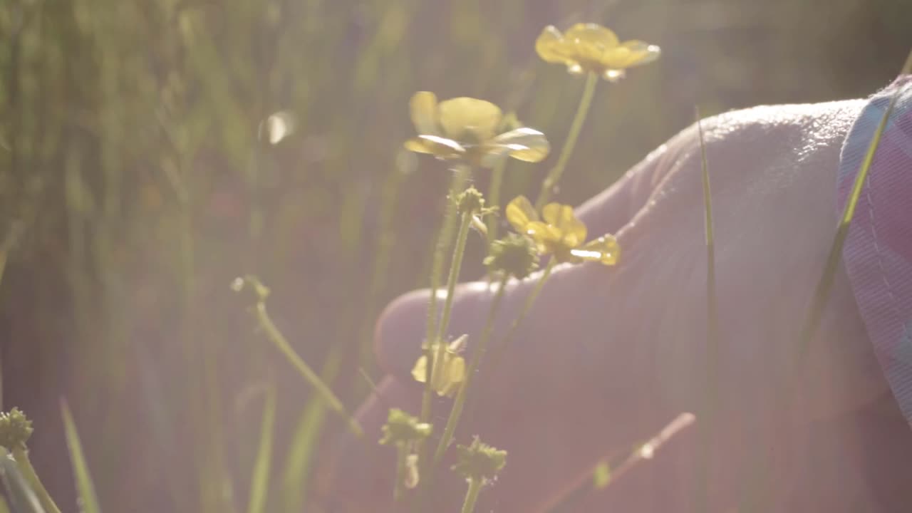 Hand in sunny meadow with buttercup wild flowers