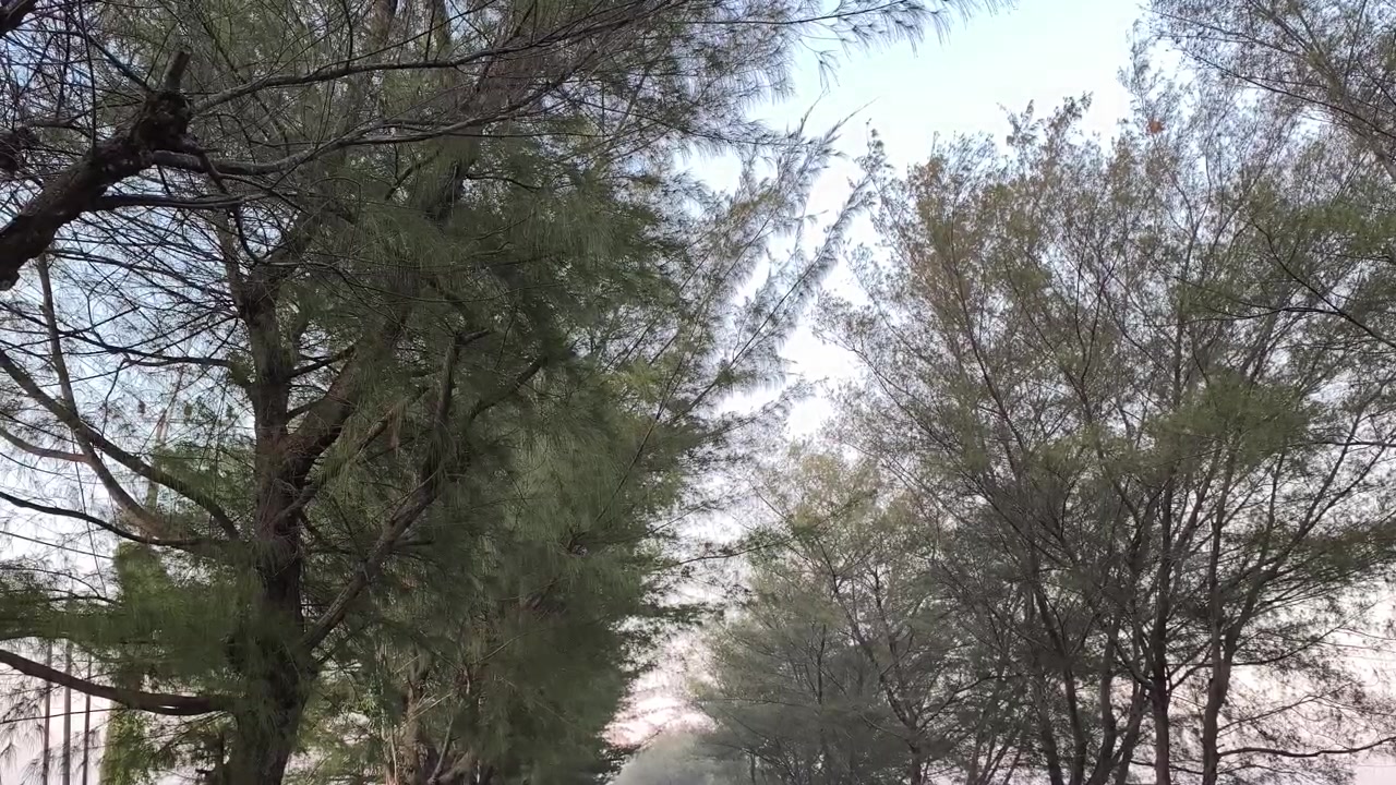 Pine Trees Swaying in the Wind at Sunset