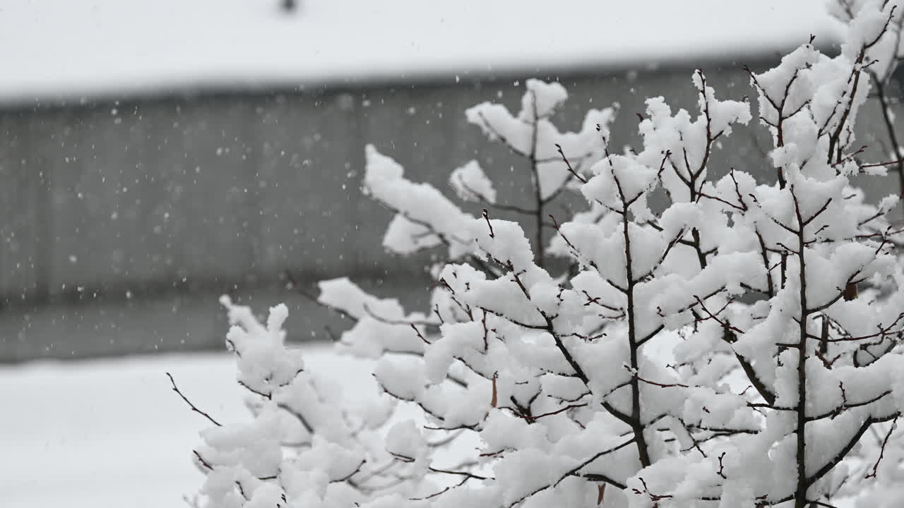 Snowfall on tree branches in urban setting