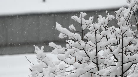 snowfall on tree branches in urban setting