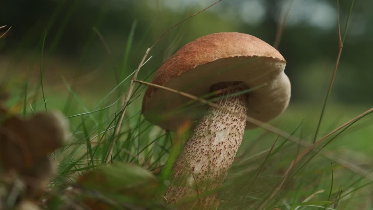 Edible mushroom leccinum scabrum in forest, close up