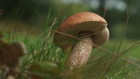 Speisepilz-Leccinum-Scabrum-Im-Wald,-Nahaufnahme