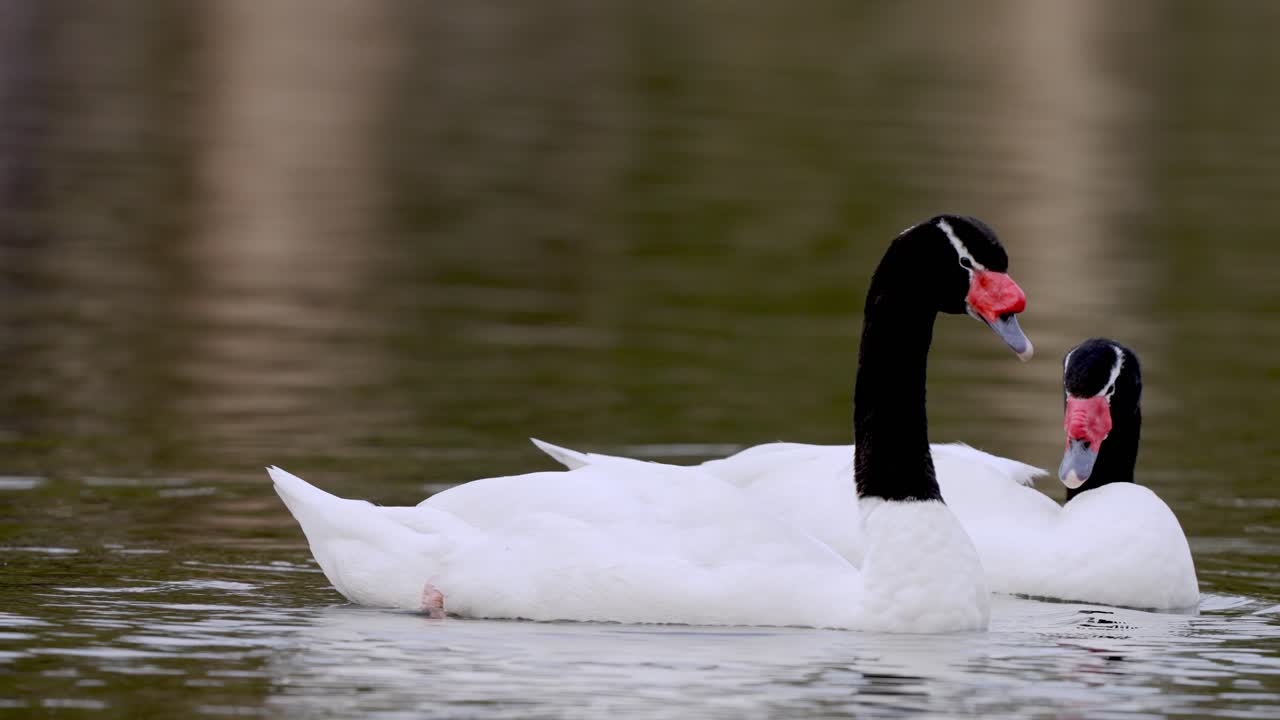 cisne de cuello negro o cygnus melancoryphus tiene cuerpo blanco terciopelo cuello y cabeza negros - pareja nadando en un lago natural - cerrar