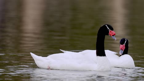 Schwarzhalsschwan-Oder-Cygnus-Melancoryphus-Hat-Weißen-Körper,-Samtschwarzen-Hals-Und-Kopf---Paar-Schwimmt-Auf-Natürlichem-See---Nahaufnahme