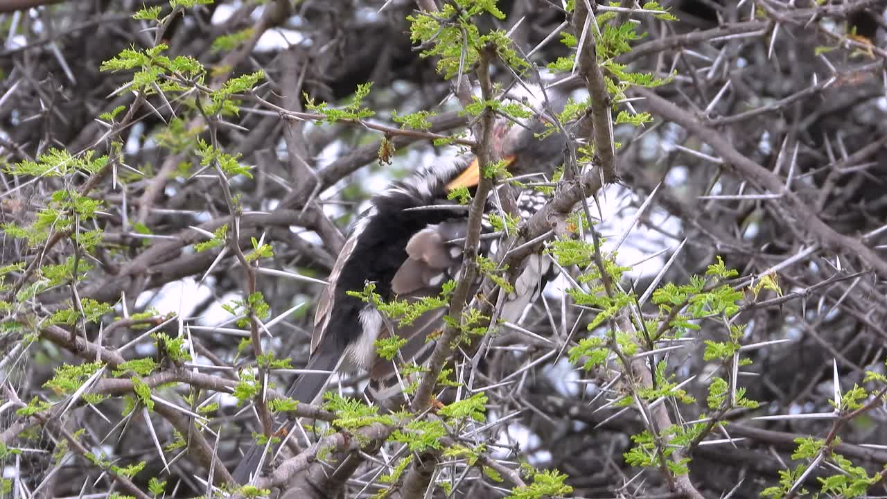 Close-up shot of a juvenile eagle perched in a tree a Kruger National Park