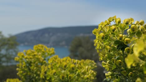 Mediterranean-Spurge,-yellow-flower,-sea-and-mountain-background