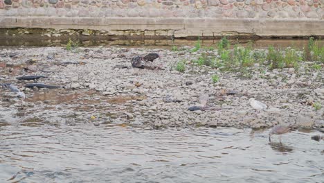 vultures and seagulls feeding on dead fish by a river in the city