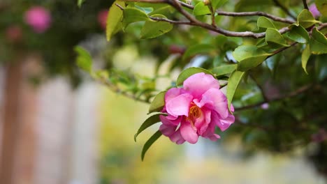 primer plano de una flor rosada con un fondo borroso