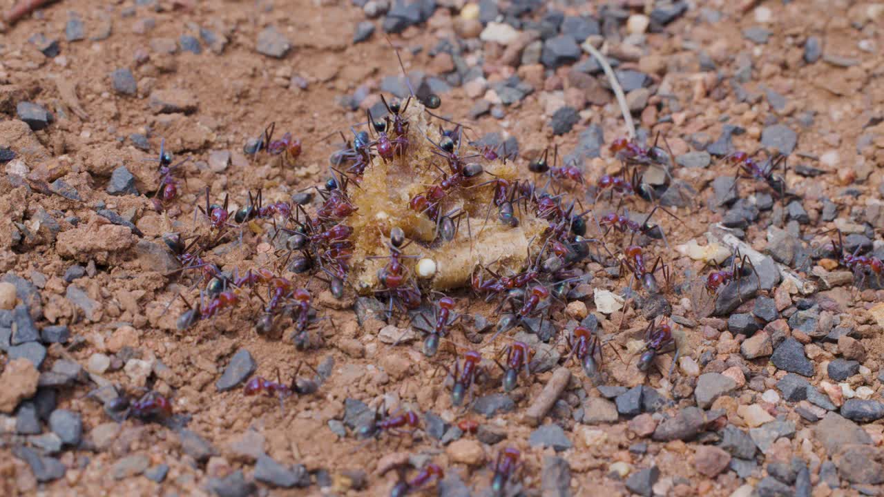 Numerous ants actively gather around and consume a food scrap on reddish gravel, captured in close-up with natural daylight and steady camera framing