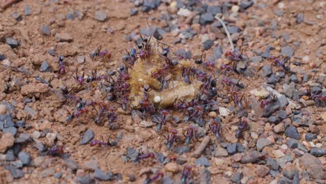 numerous ants actively gather around and consume a food scrap on reddish gravel, captured in close-up with natural daylight and steady camera framing