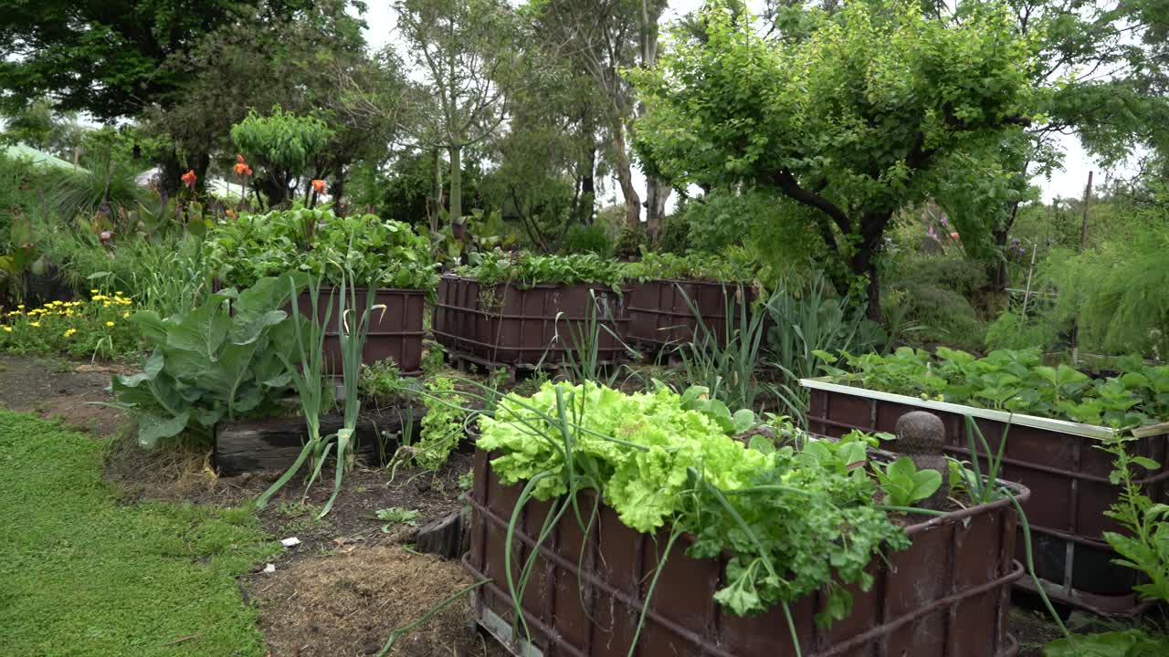 Pan left bright green vegetables growing food farm lettuce, spring onion, beetroot, herbs and spices