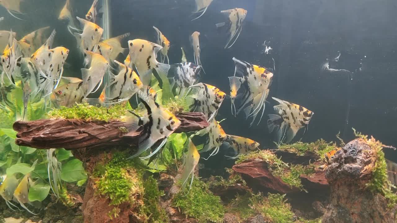 A large aquarium showcases saltwater fish, decorated with coral and seaweed to mimic their natural habitat, attracting public admiration.