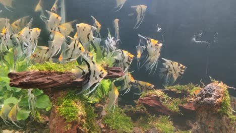 a large aquarium showcases saltwater fish, decorated with coral and seaweed to mimic their natural habitat, attracting public admiration.