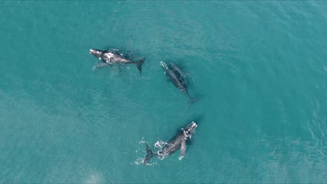 Whales-Family-swimming-peacefully-on-calm-waters---Aerial-Shot-Birdeye