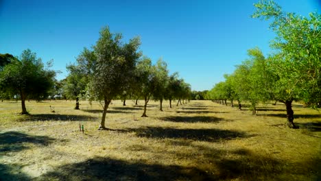 Timelapse-Del-Día-De-La-Granja-Del-Olivo-Por-La-Película-De-Taylor-Brant