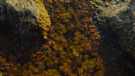 looking down, male standing barefoot on rock, coast covered in brown algae