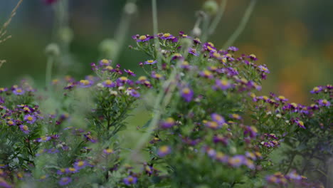 meadow of purple aster amellus plants softly swaying in the wind, blurred green natural background, a few blurred flowers in the foreground, evening light, gentle atmosphere