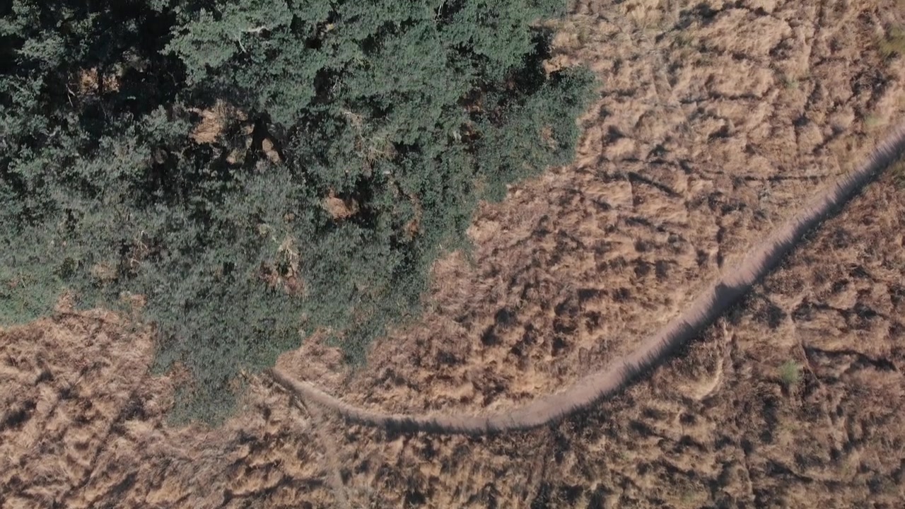 Vista aerea di campo arido e querce.