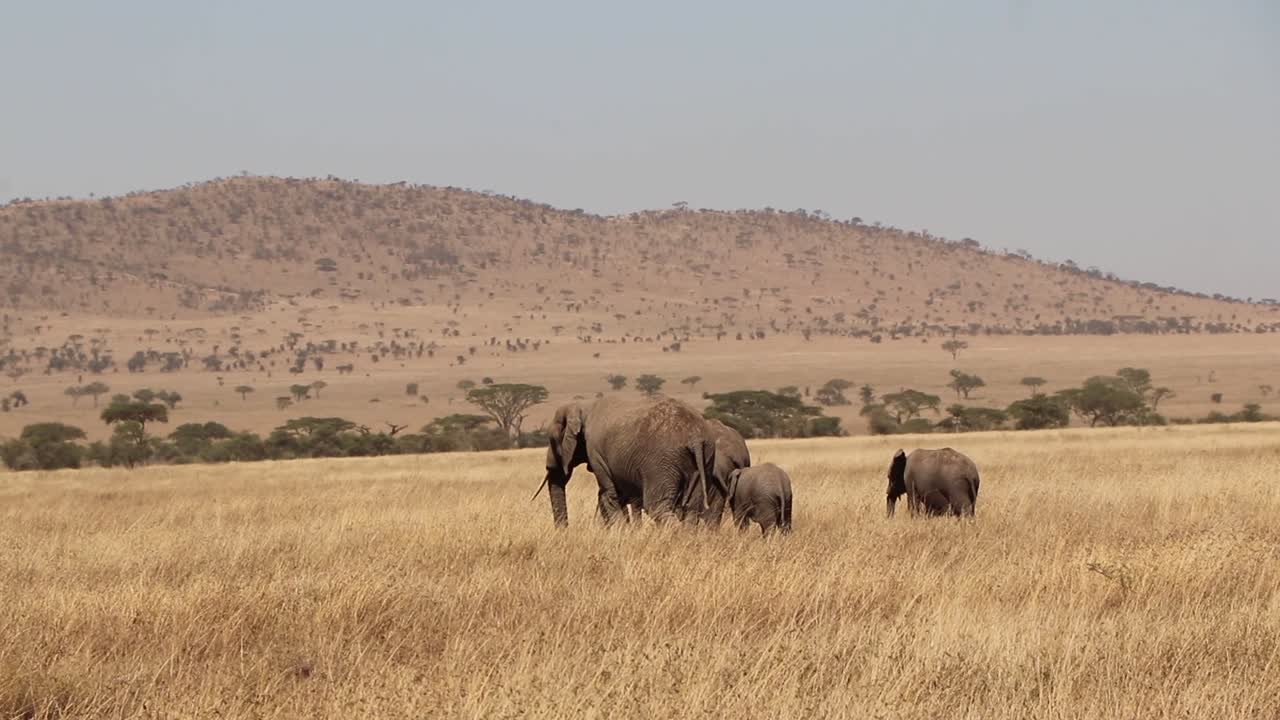 Manada de elefantes africanos caminhando nas planícies do Serengeti na Tanzânia.