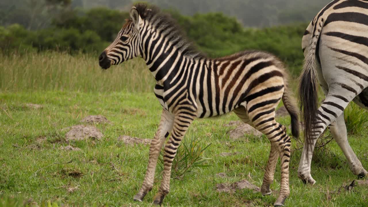 lindo potro de cebra se para y sacude la cabeza, la madre se aleja, día nublado