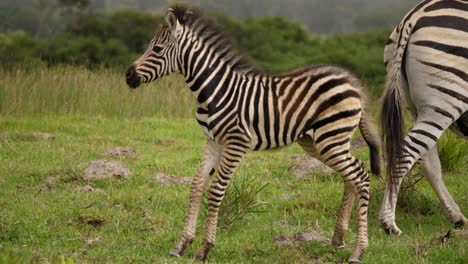 cute zebra foal stands and shakes head, mother walks away, cloudy day