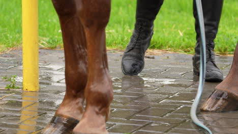 close-up of a person washing a horse's leg with a hose